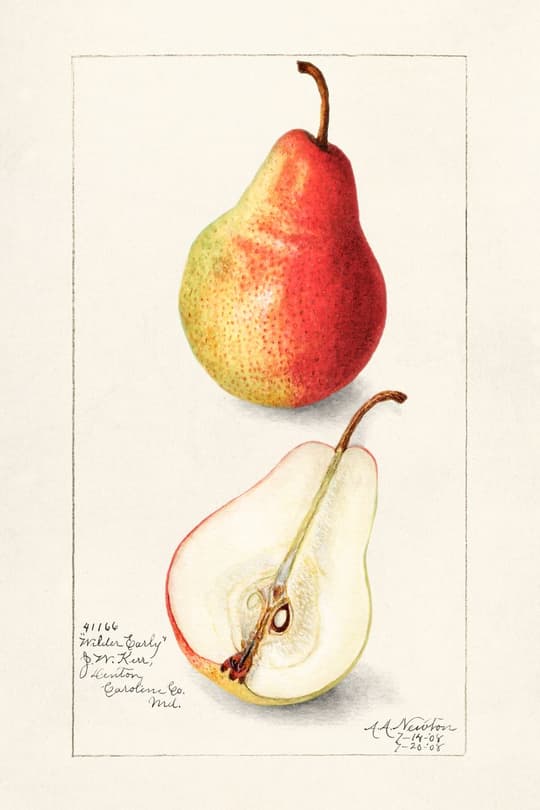 Pear Study