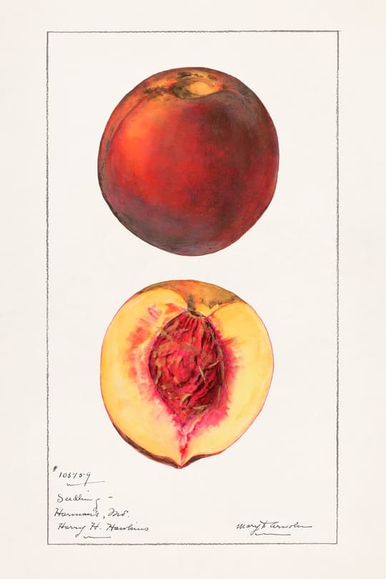 Peach Study