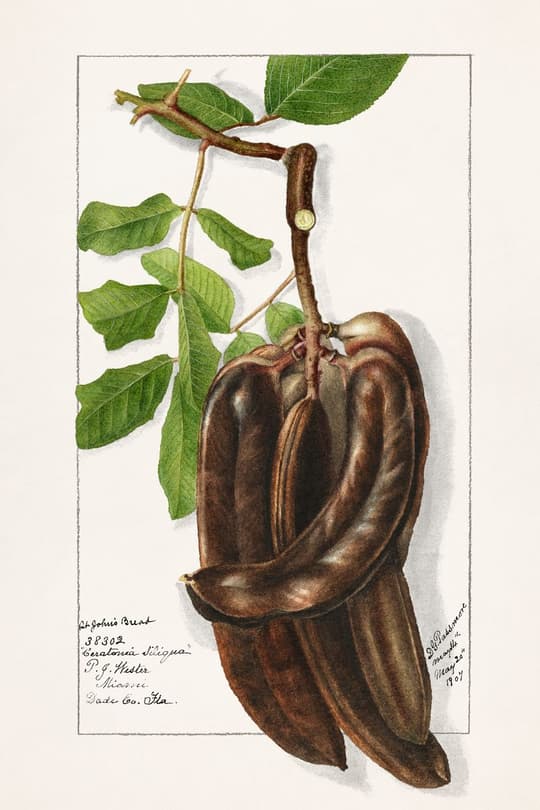 Carob Plant Study