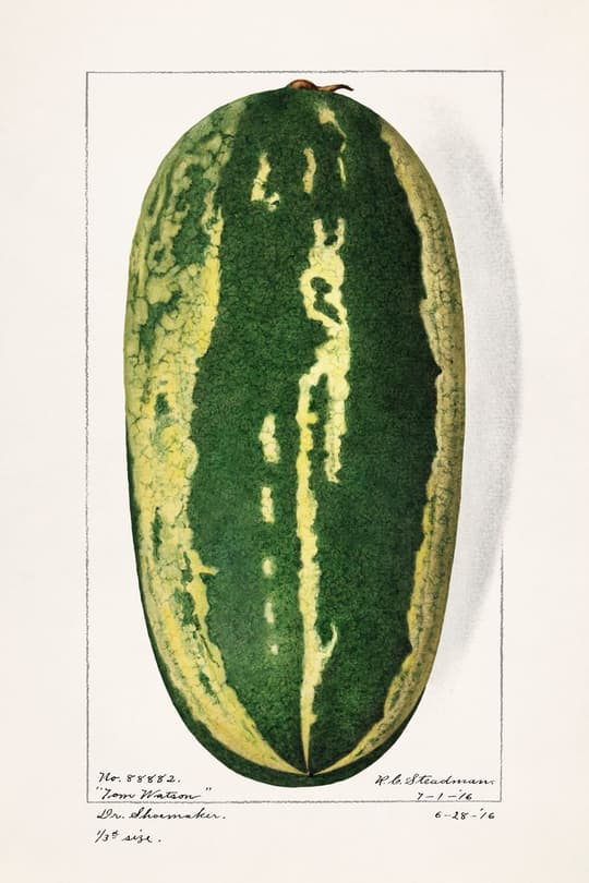 Tom Watson Watermelon