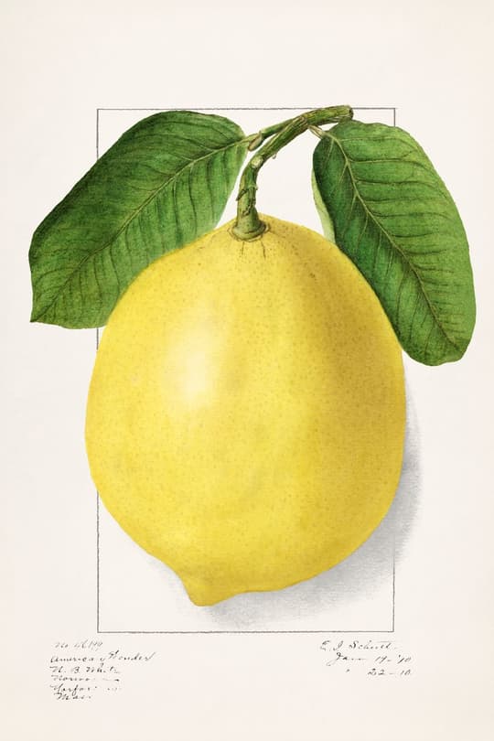 Lemon with Leaves