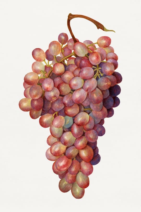 Red Grapes Botanical Study