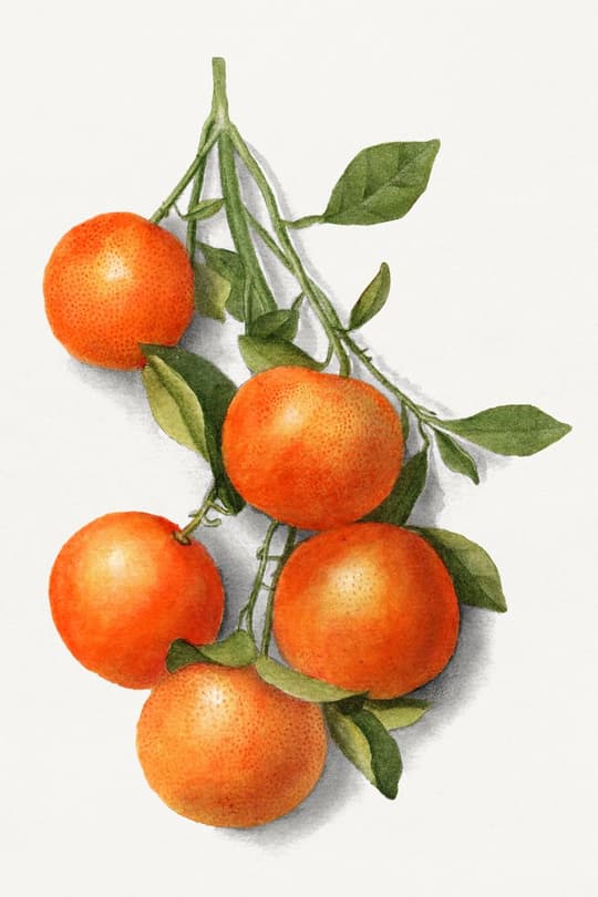 Tomatoes on the Vine