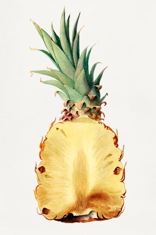 Pineapple Botanical Study
