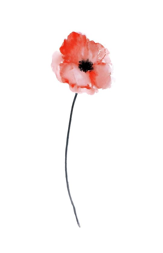 Red Poppy