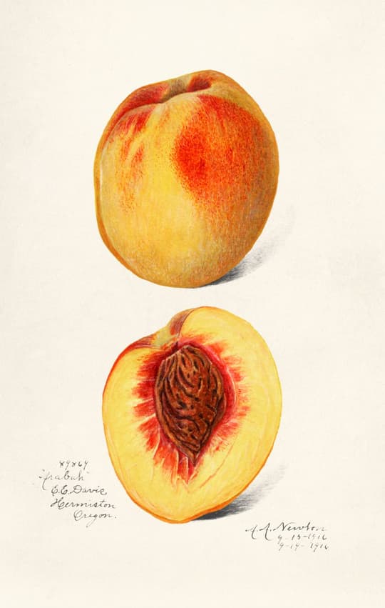 Peach Study