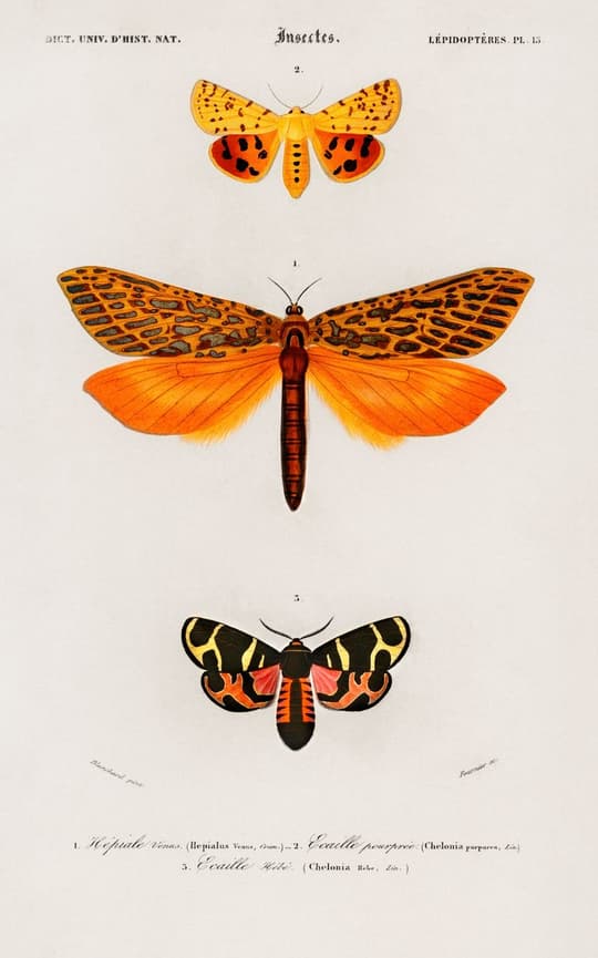 Insects: Lepidopteres - Three Moths