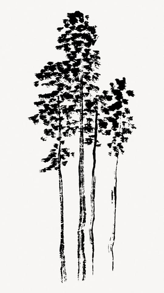 Tall Forest Trees